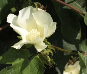 Cotton 1st Stage - White Flower