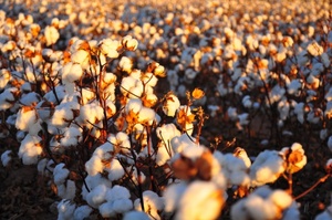 Cotton Fields